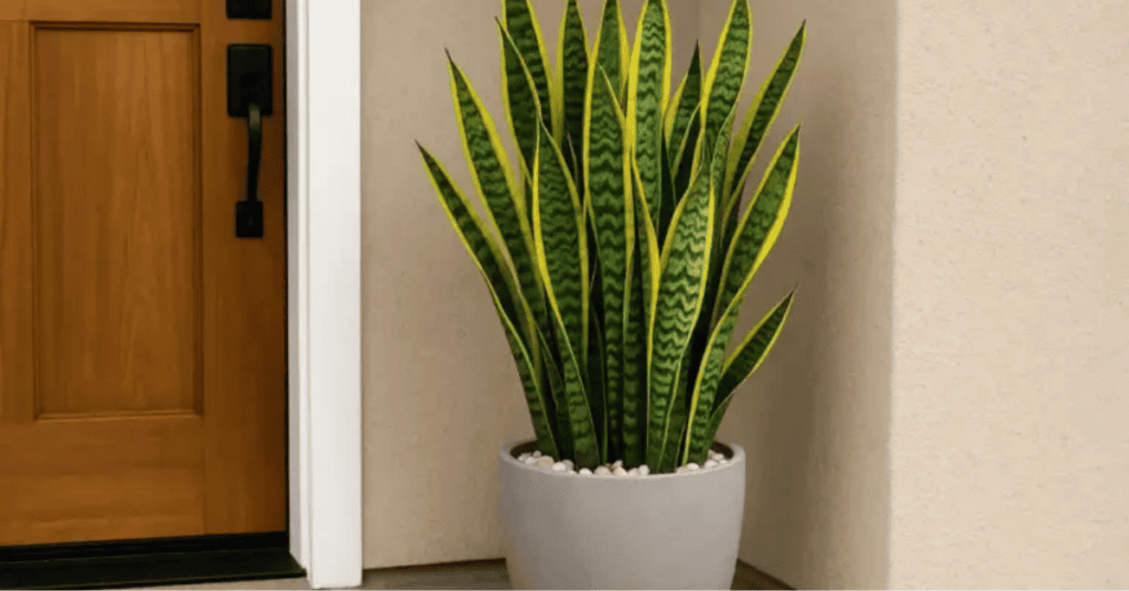 Plantas para Varanda: 5 Espécies Lindas e Fáceis de Cuidar para Transformar seu Espaço