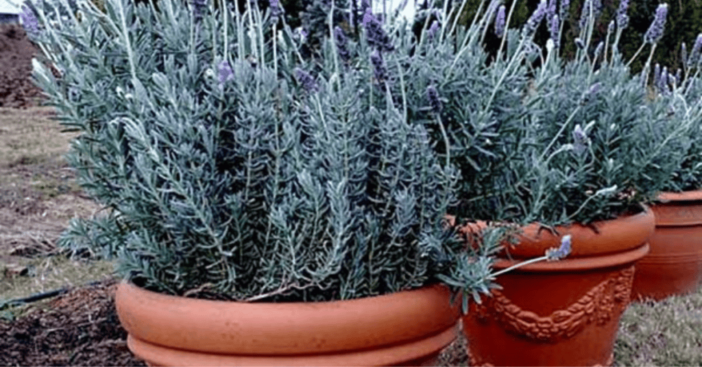 Plantas para Varanda: 5 Espécies Lindas e Fáceis de Cuidar para Transformar seu Espaço
