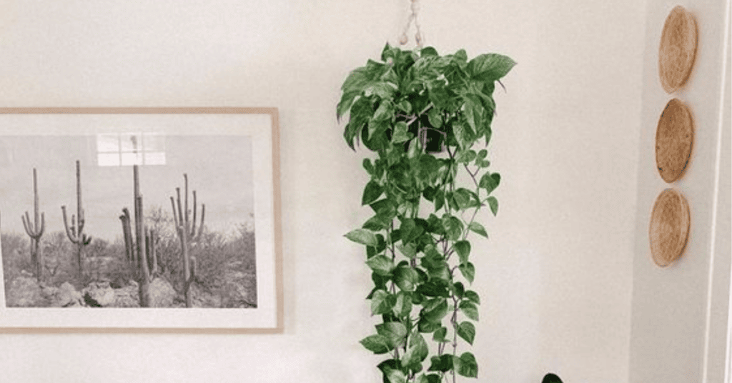Plantas para Varanda: 5 Espécies Lindas e Fáceis de Cuidar para Transformar seu Espaço