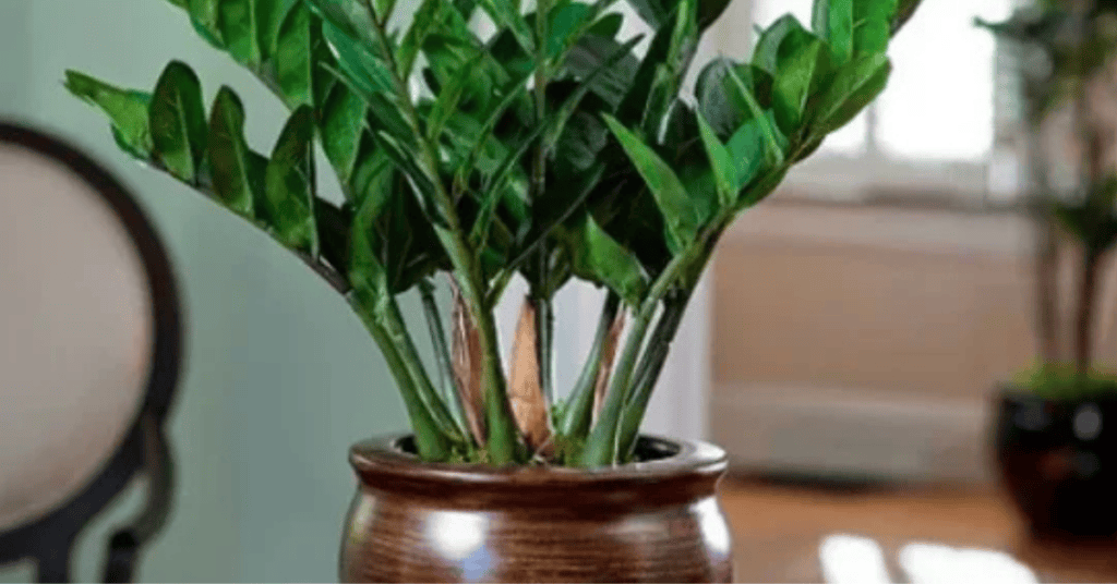 Plantas para Varanda: 5 Espécies Lindas e Fáceis de Cuidar para Transformar seu Espaço