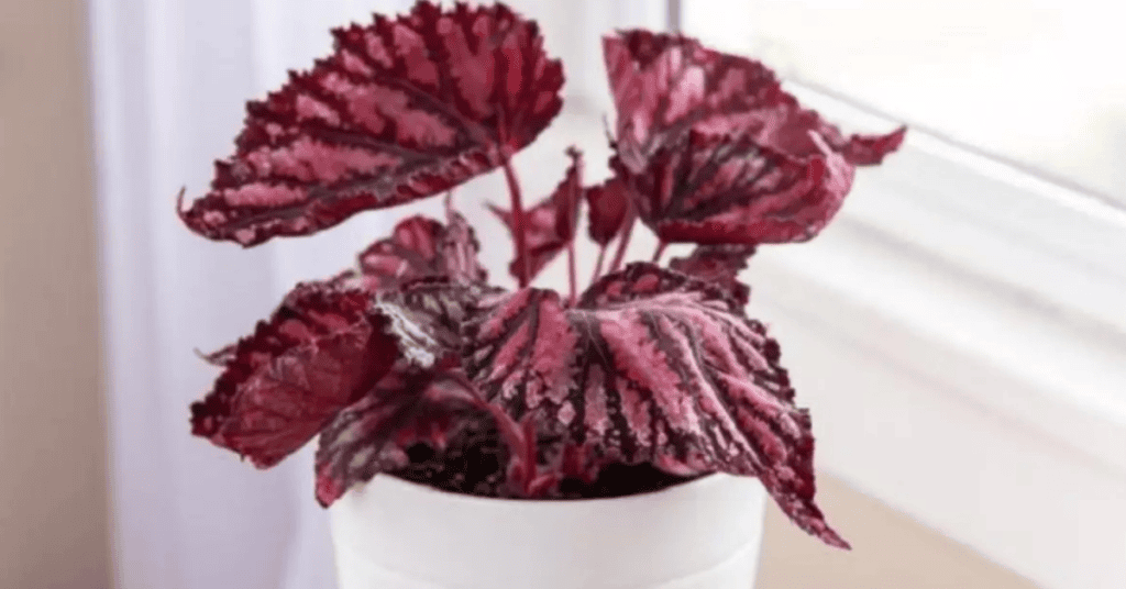 Plantas para Varanda: 5 Espécies Lindas e Fáceis de Cuidar para Transformar seu Espaço