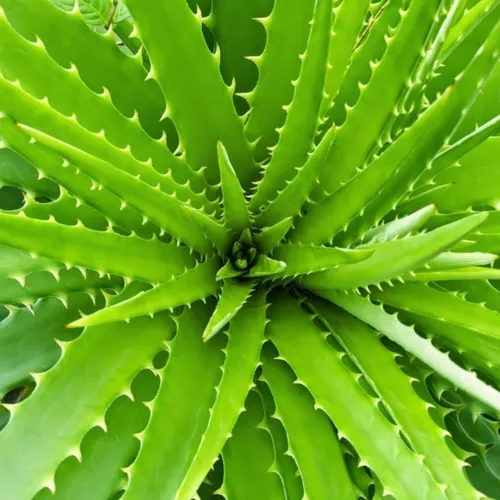 7 Plantas para Banheiro Pequeno que Resistem à Umidade e Pouca Luz plantas para banheiro pequeno