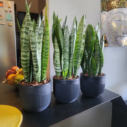 7 Plantas para Banheiro Pequeno que Resistem à Umidade e Pouca Luz plantas para banheiro pequeno