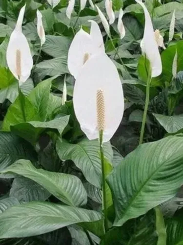 7 Plantas para Banheiro Pequeno que Resistem à Umidade e Pouca Luz plantas para banheiro pequeno