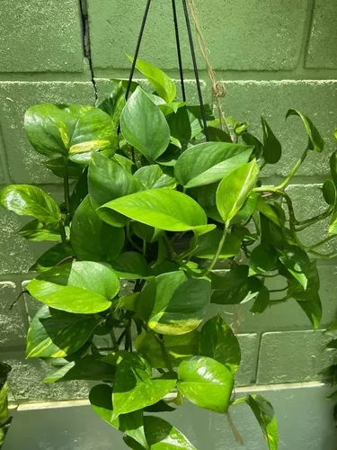 7 Plantas para Banheiro Pequeno que Resistem à Umidade e Pouca Luz plantas para banheiro pequeno