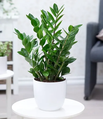 7 Plantas para Banheiro Pequeno que Resistem à Umidade e Pouca Luz plantas para banheiro pequeno