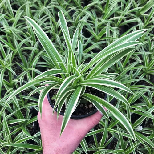 7 Plantas para Banheiro Pequeno que Resistem à Umidade e Pouca Luz plantas para banheiro pequeno